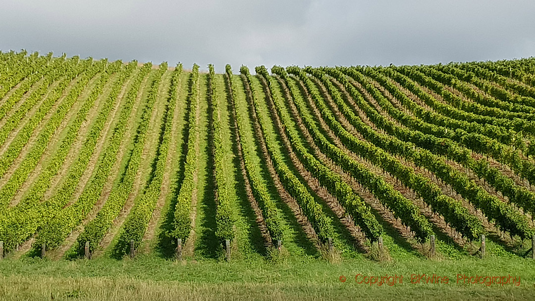 Vingård med sauvignon blanc I Marlborough, Nya Zeeland