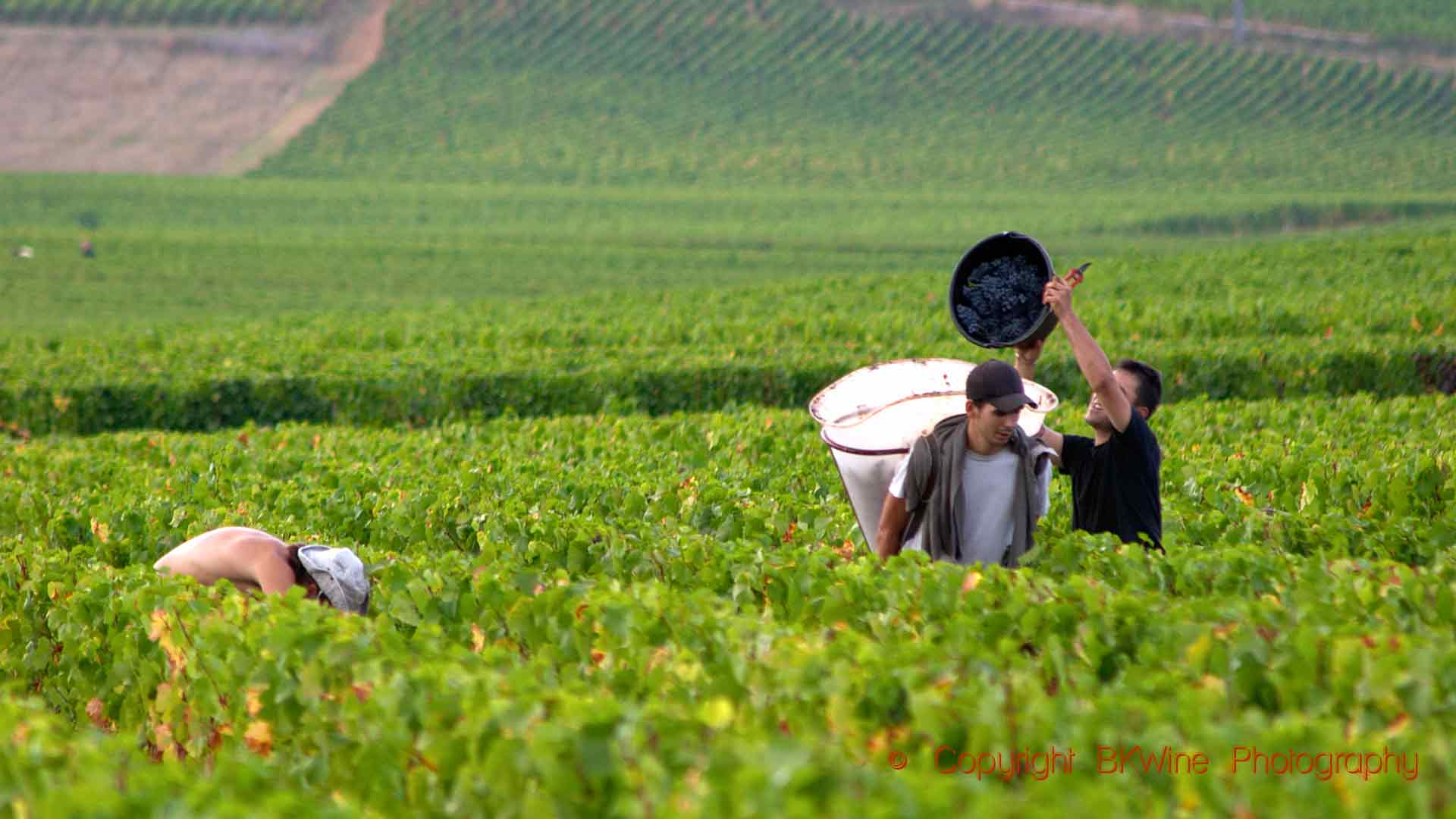 Skördetid i Côte de Beaune i Bourgogne