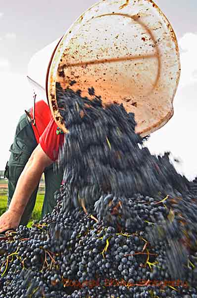 Dags att skörda pinot noir i Bourgogne