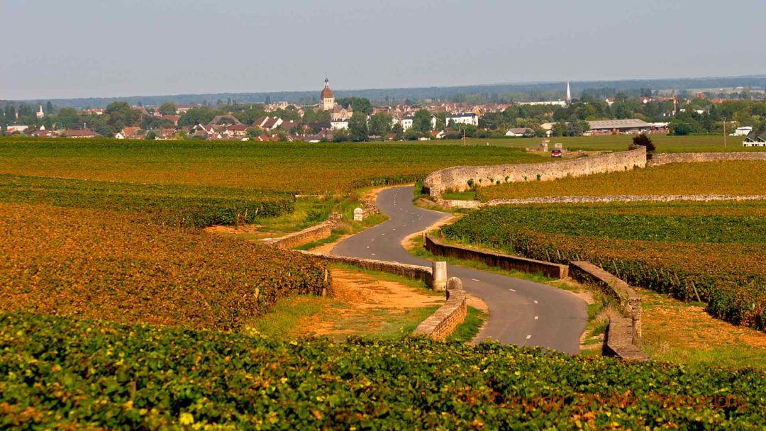 En landsväg genom vinfälten mot Beaune i Bourgogne