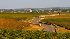 En landsväg genom vinfälten mot Beaune i Bourgogne