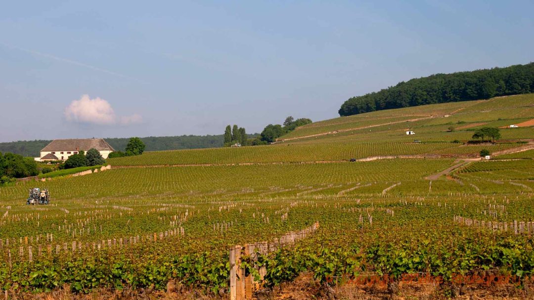 Vingårdar på Cortonbergets sluttning i Bourgogne
