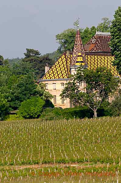 Ett hus bland vingårdarna med det typiska taket i Bourgogne