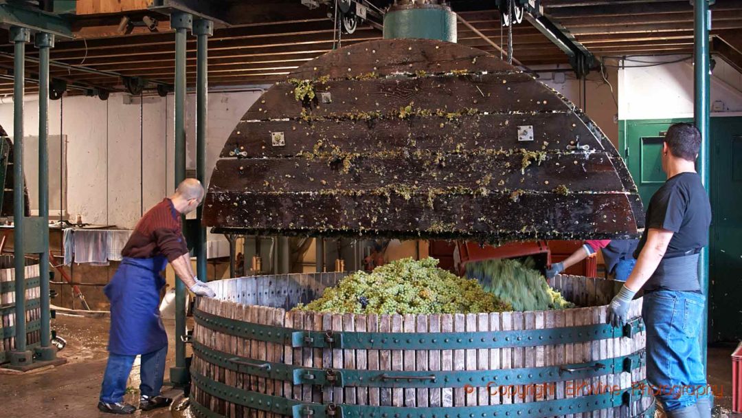 Chardonnay-druvor i en traditionell press i Champagne