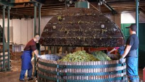 Chardonnay-druvor i en traditionell press i Champagne