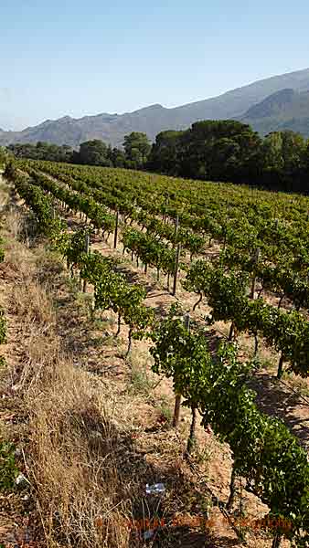 En vingård med merlot i Franschhoek