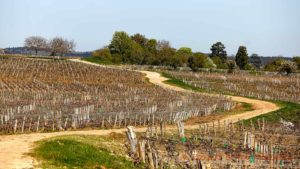 En landsväg genom vinfälten i Fixin i Bourgogne