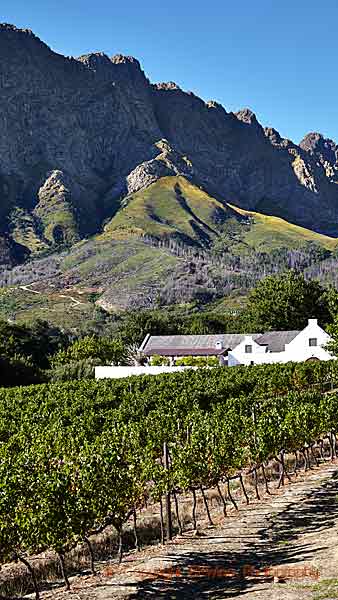 En vingård nedan berget i Franschhoek