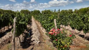 En vingård med flodbevattning i Mendoza, Argentina