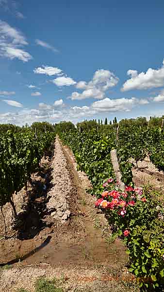 En vingård med flodbevattning i Mendoza, Argentina