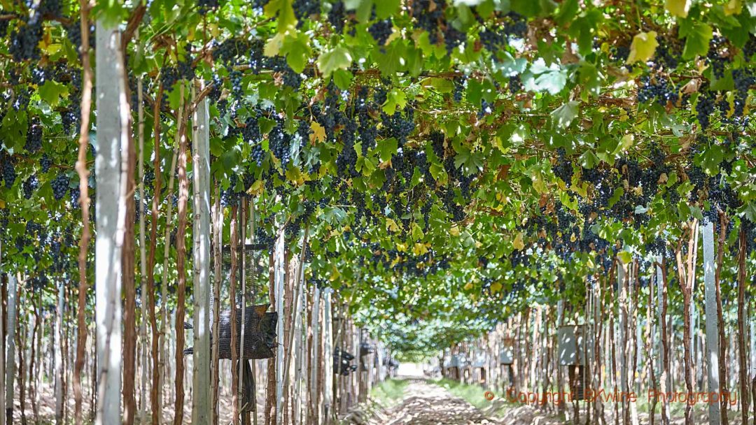 Mogen malbec i pergola i Mendoza, Argentina