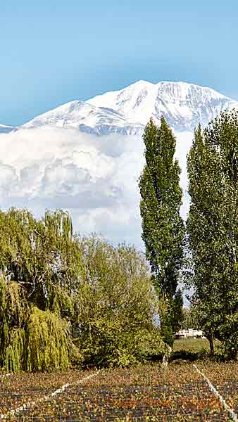 Andernas snöklädda toppar bortom en vingård i Mendoza, Argentina