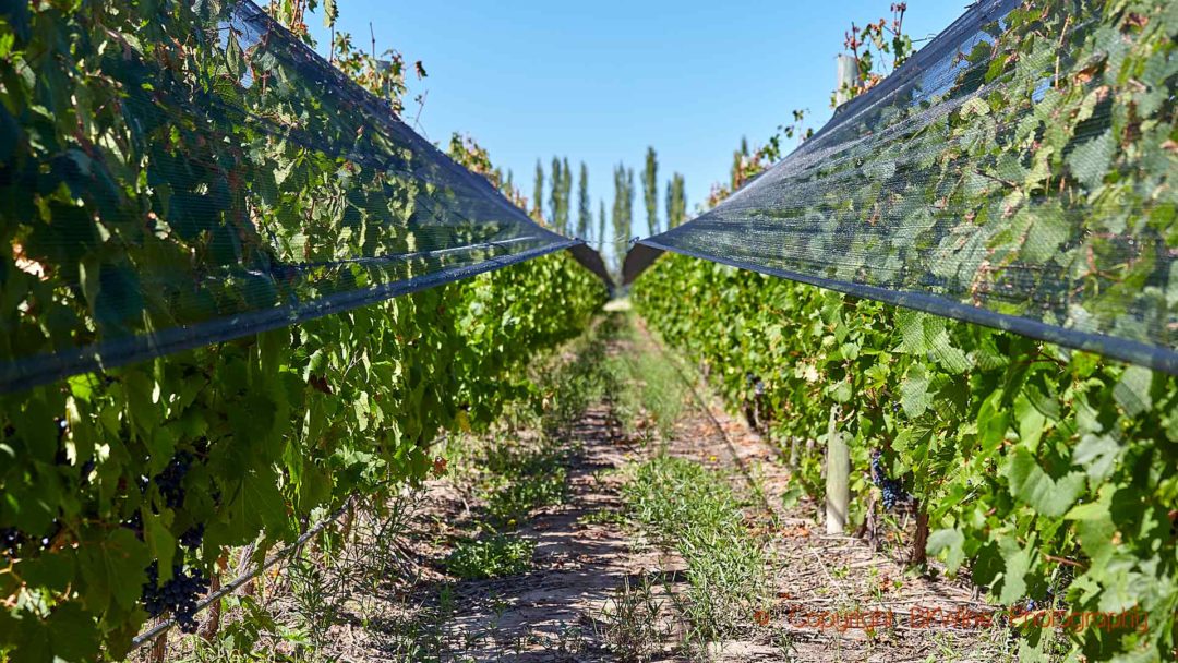 Många vingårdar i Mendoza, Argentina, skyddas av nät mot hagel