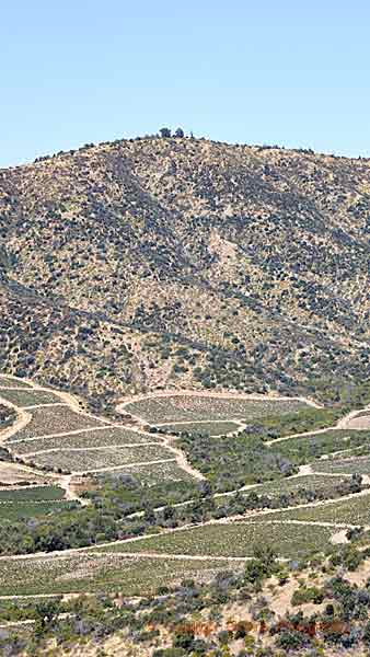 Vingårdar på bergssluttningen i Colchagua, Chile