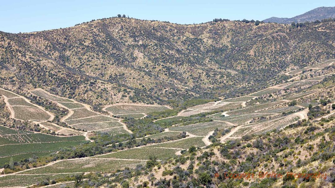 Vingårdar på bergssluttningen i Colchagua, Chile