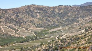 Vingårdar på bergssluttningen i Colchagua, Chile