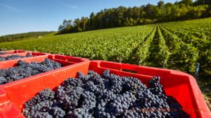 Nyskördade pinot noir-druvor i en vingård i Champagne