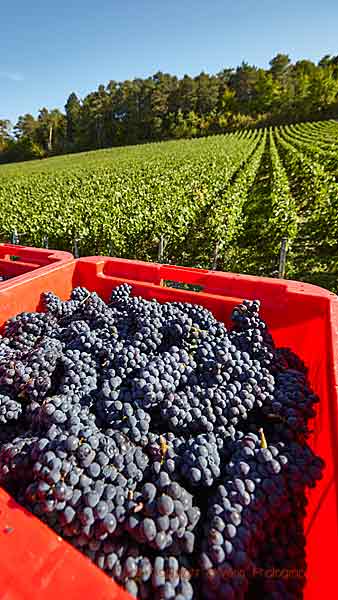Nyskördade pinot noir-druvor i en vingård i Champagne