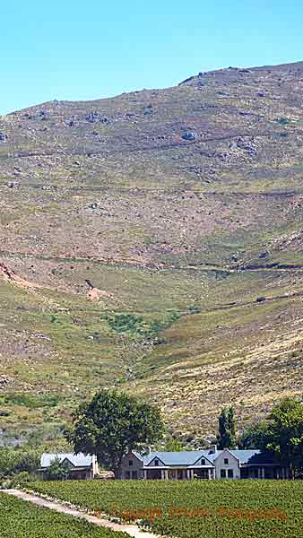 En vingård vid bergets fot i Franschhoek