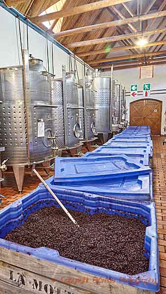 Syrah-druvor som jäser på en vingård i Franschhoek
