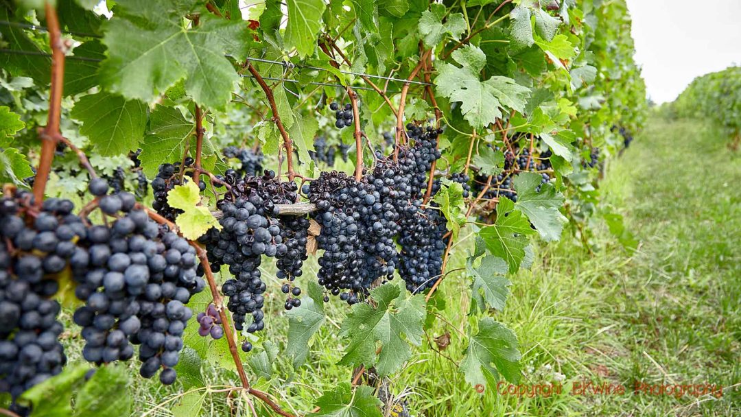 Pinot noir färdig att skördas i Hawke's Bay, Nya Zeeland