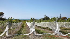 Många vingårdar skyddas med nät mot fåglar, i Hawke's Bay