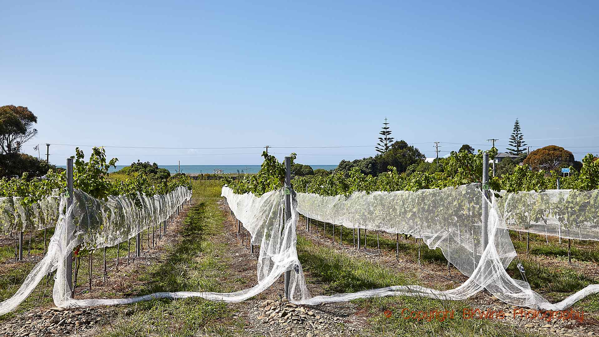 Många vingårdar skyddas med nät mot fåglar