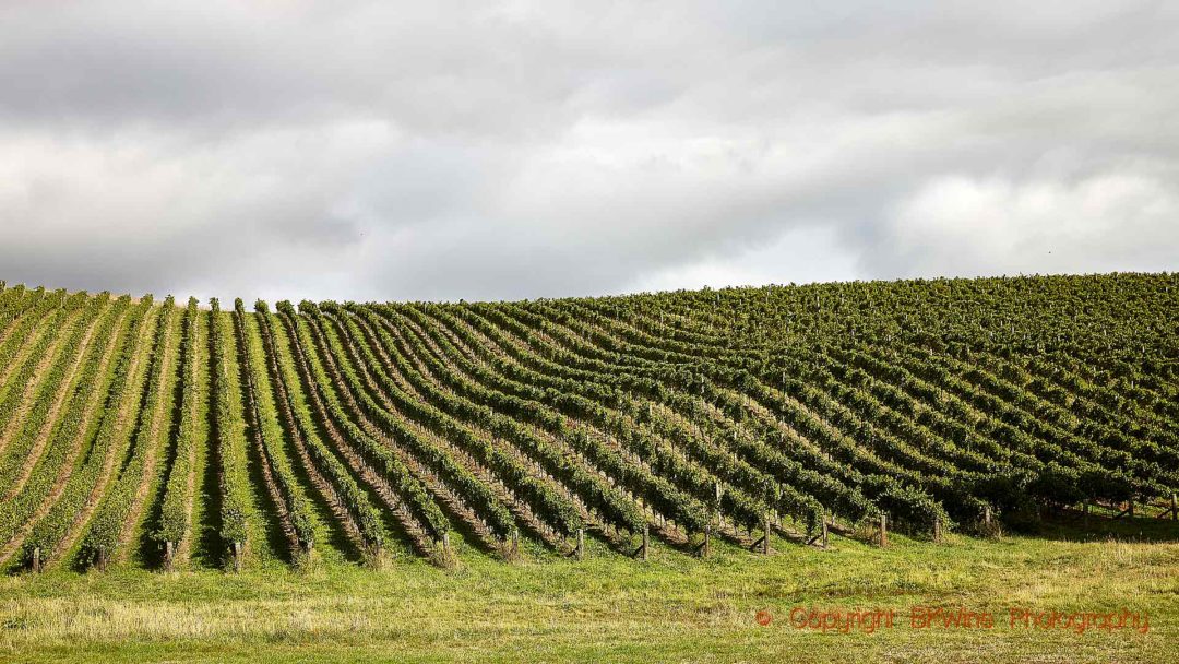 Vingård med sauvignon blanc i Marlborough