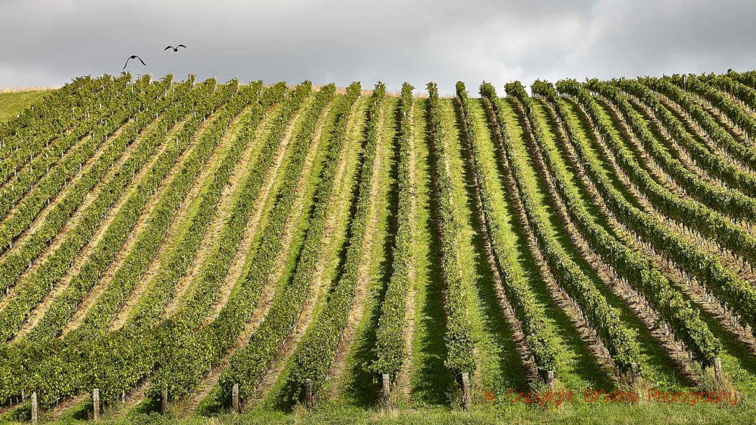 En vingård med sauvignon blanc i Marlborough
