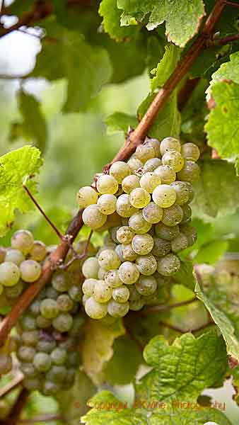 Riesling nästan färdig att skördas, Central Otago, Nya Zeeland