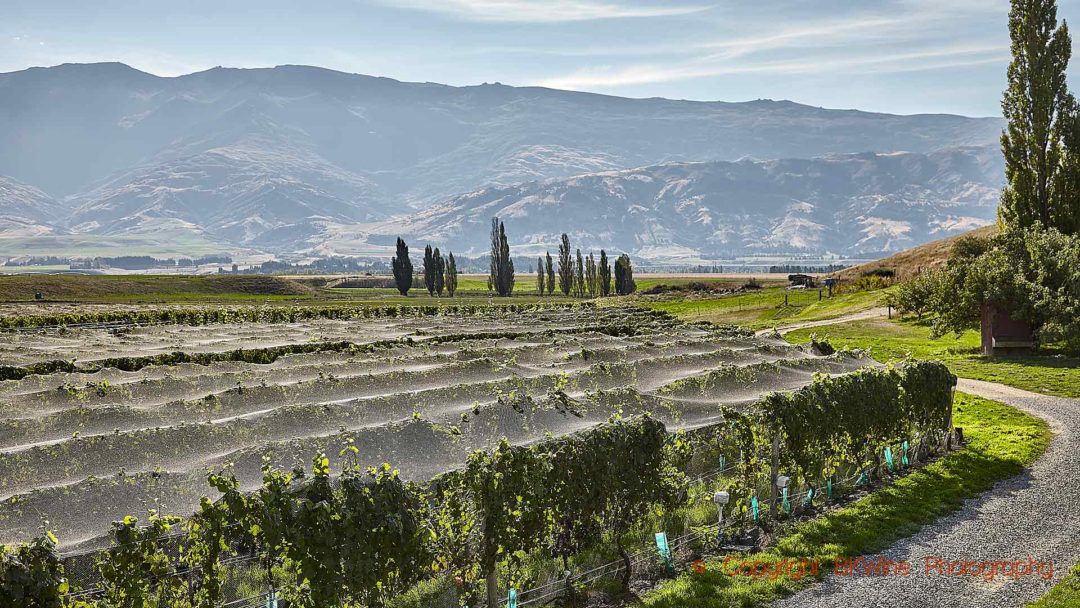 Riesling under fågelnät i Central Otago