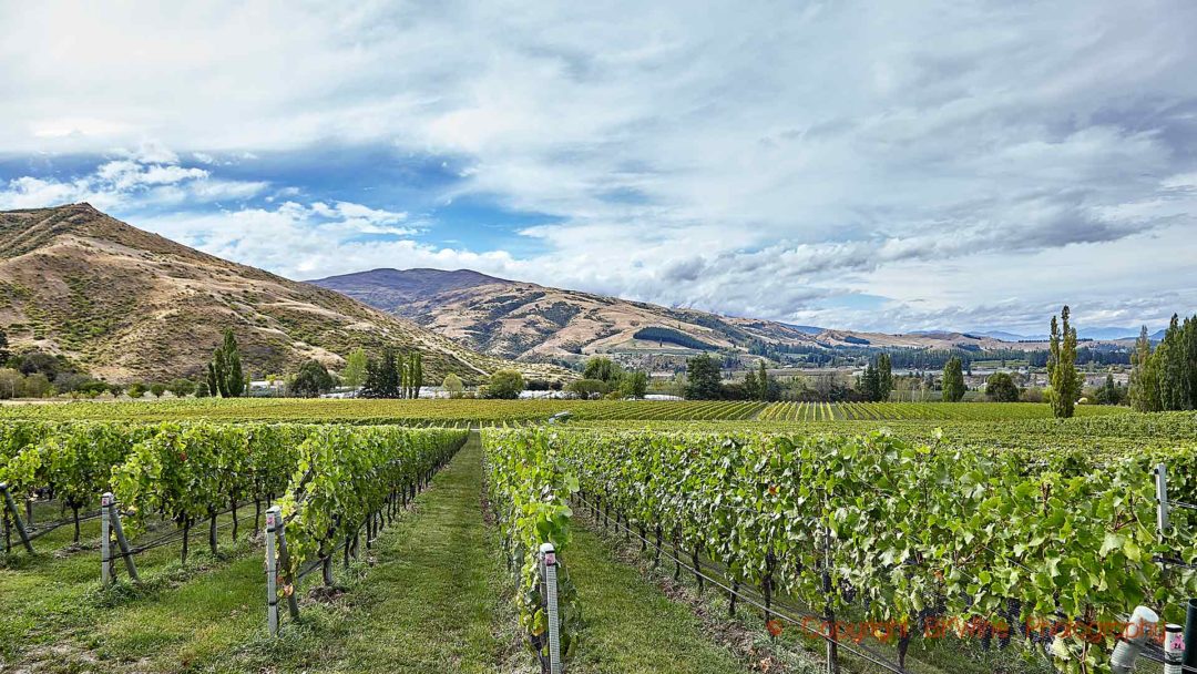 Vingårdar i Central Otago med sitt vackra landskap