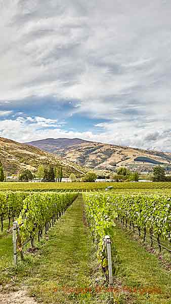 Vingårdar i Central Otago med sitt vackra landskap