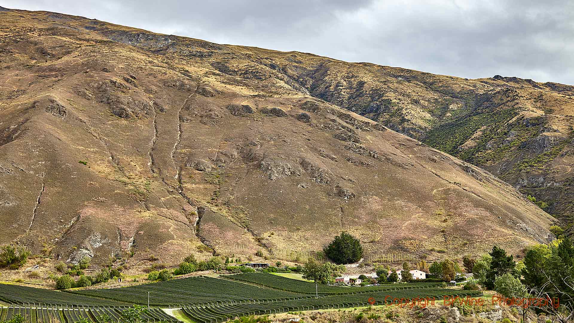 Dramatiskt vingårdslandskap i Central Otago