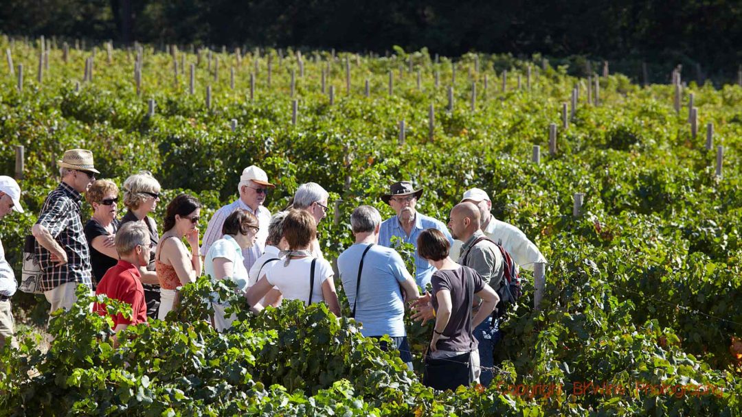 En promenad bland merlotvinrankor i Franschhoek, Sydafrika