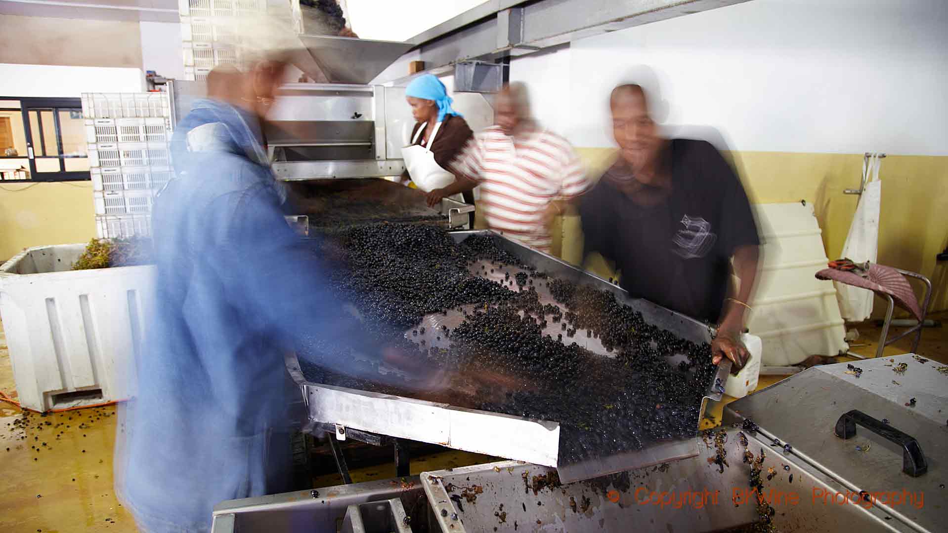 Sortering av druvor på en vingård i Sydafrika