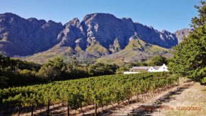 En vingård vid bergets fot i Franschhoek, Sydafrika