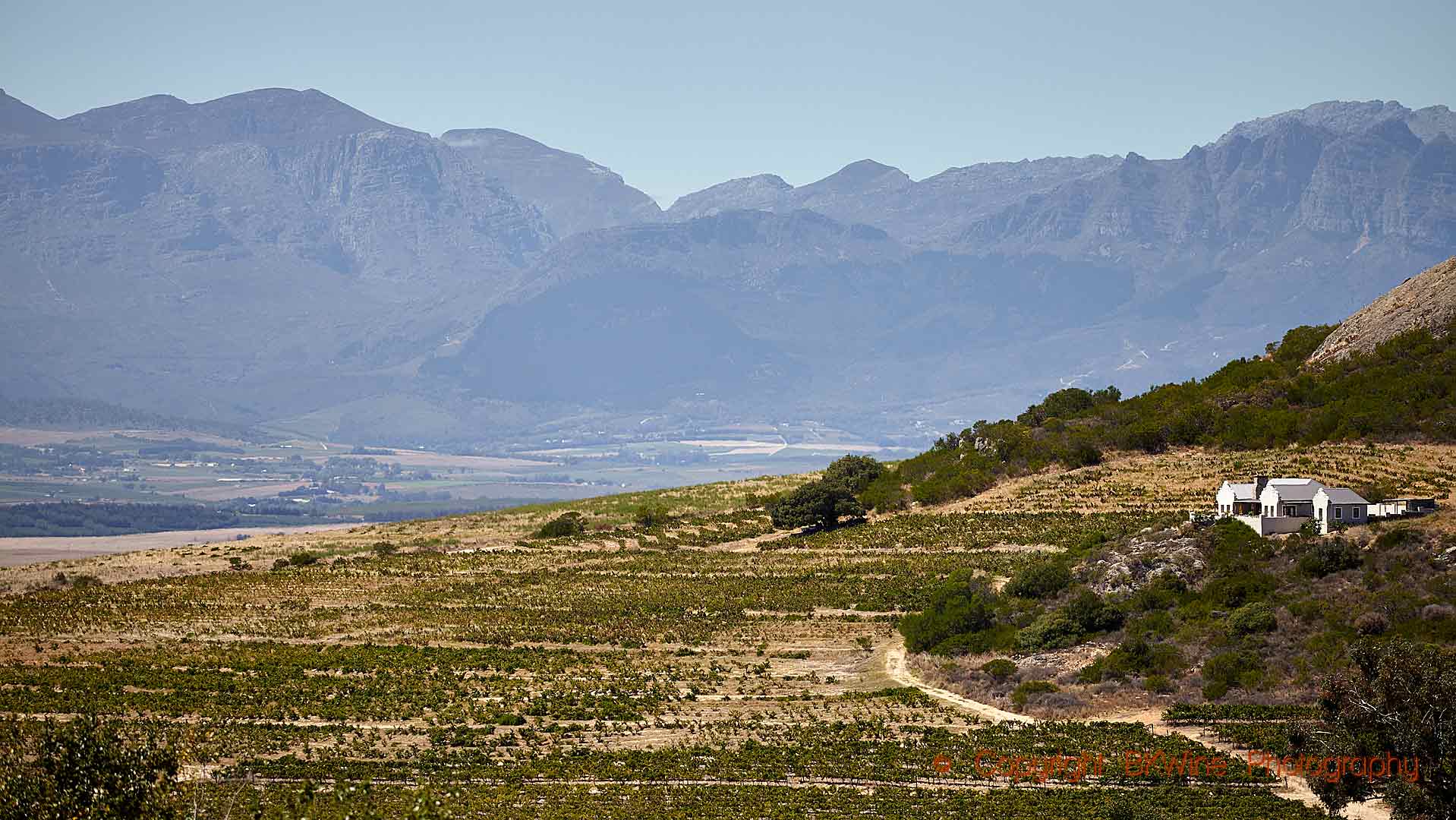 En vingård och vinrankor på en sluttning i Sydafrika