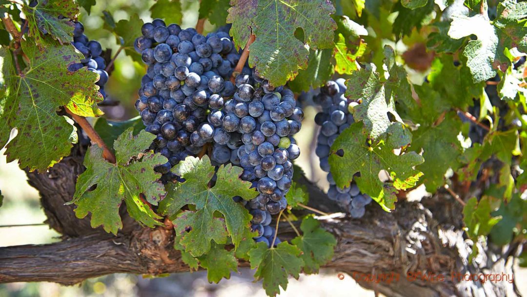Mogna druvor i en vingård i Franschhoek, Sydafrika