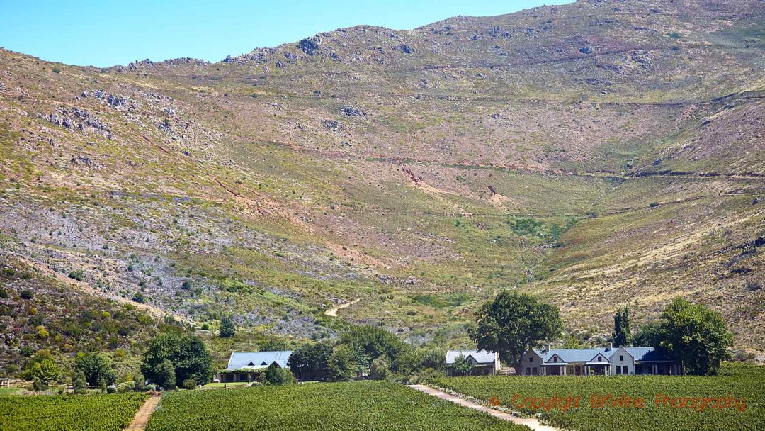 En vingård vid bergets fot i en dalgång nära Franschhoek, Sydafrika