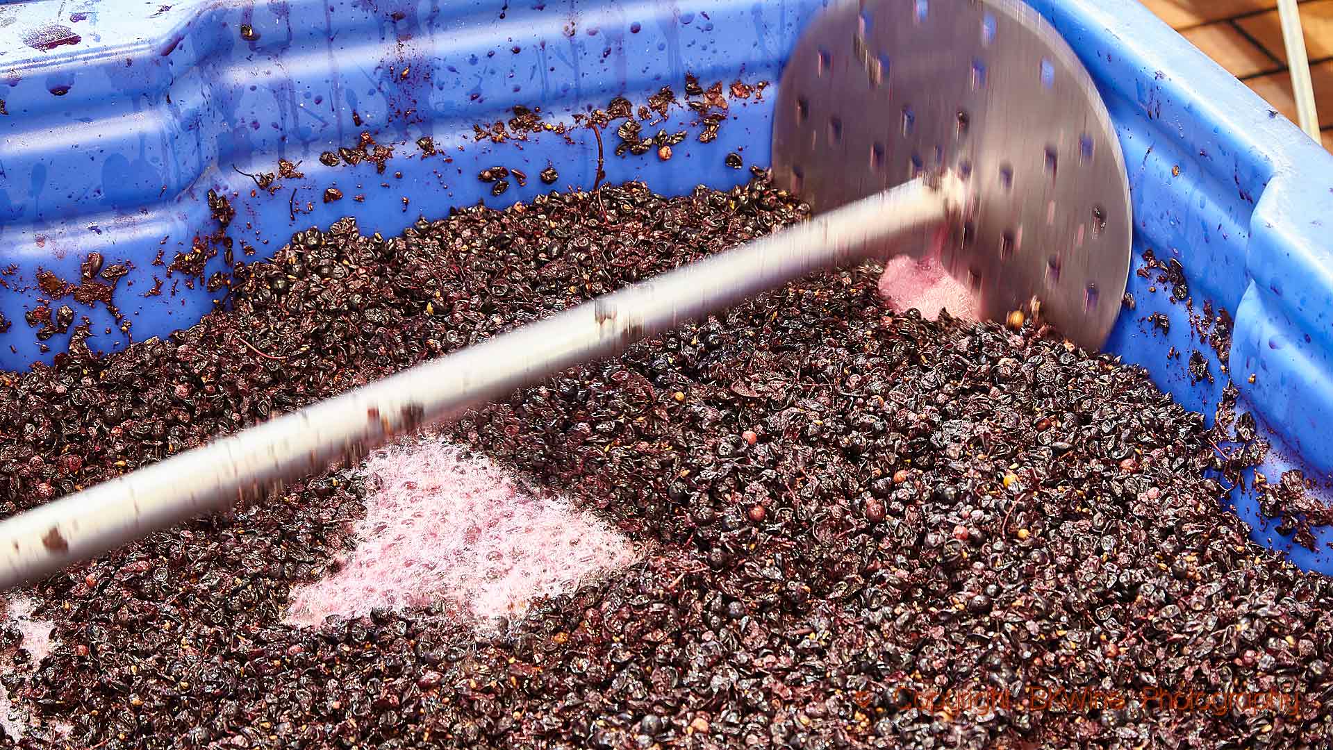 Syrah som jäser i en vinkällare i Sydafrika