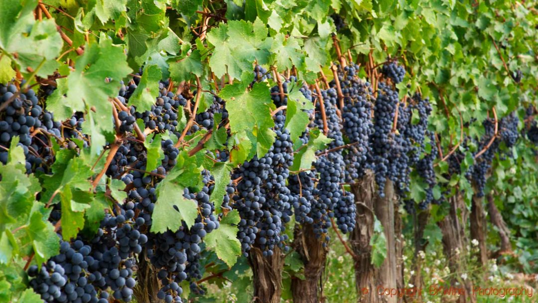 Mogna druvor i en vingård i Katalonien