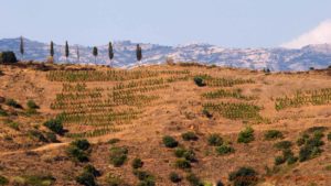Vingård och cypresser på bergen i Priorato, Katalonien