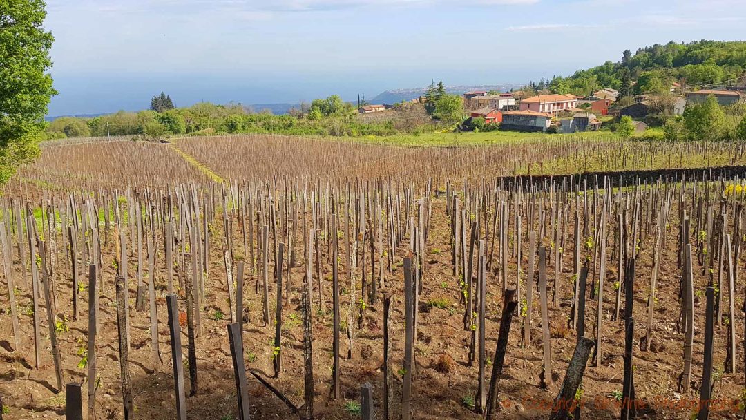 Utsikt över Messinasundet från en av vingårdarna på Etna
