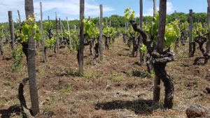Det finns många mycket gamla vinrankor på Etna, Sicilien