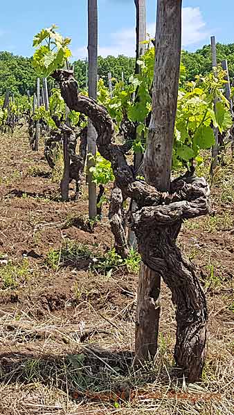 Det finns många mycket gamla vinrankor på Etna, Sicilien