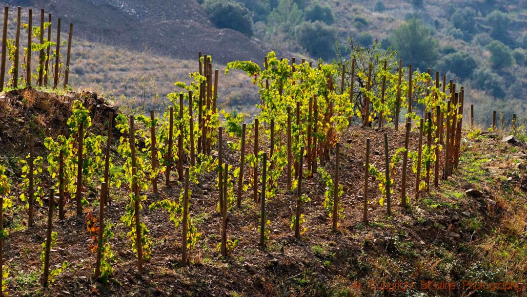 En vingård i aftonsolen i Katalonien