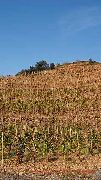 Brant vingård på en stenig sluttning i Priorato, Katalonien