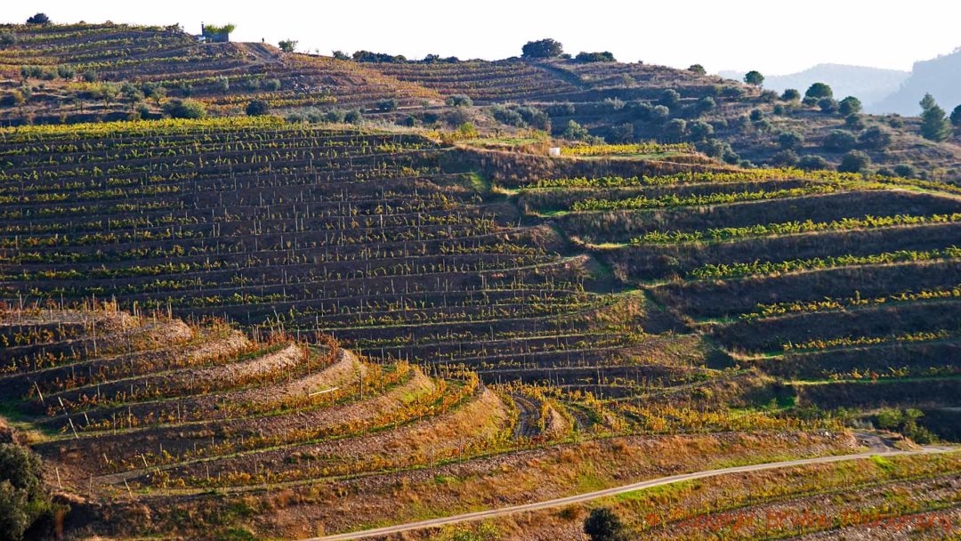 Terrasserade vingårdar på en bergssluttning i Priorato, Katalonien