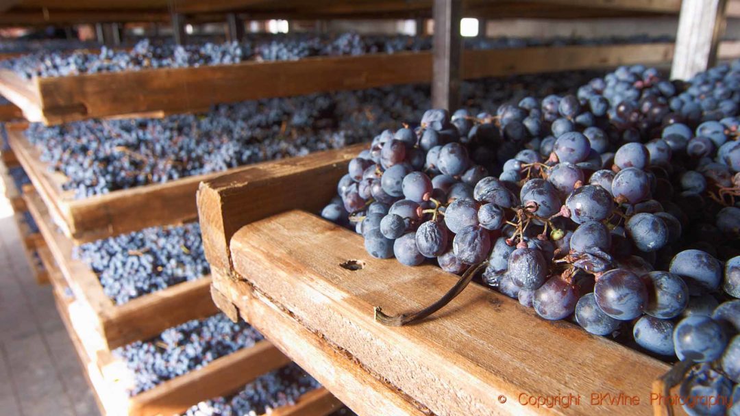 Druvor som torkar i Valpolicella, appassimento, för att bli amarone